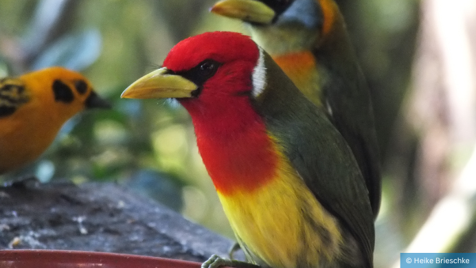 Vogel-Monitoring Ecuador