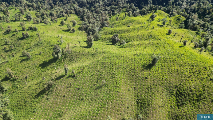 Drohnenaufnahmen Ecuador Wald